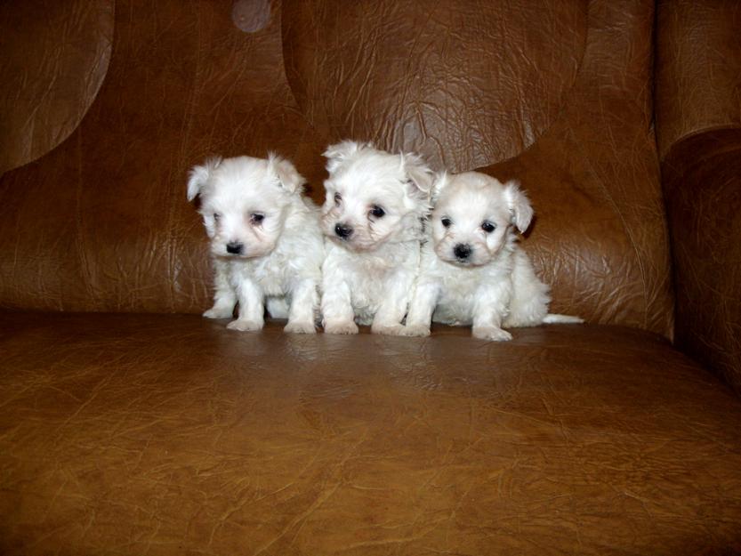 puisori bichon maltese toy - Pret | Preturi puisori bichon maltese toy