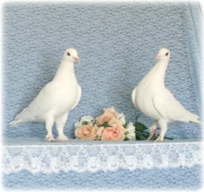 inchiriere porumbei albi nunti - Pret | Preturi inchiriere porumbei albi nunti
