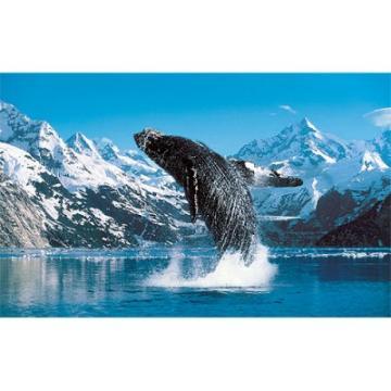 Puzzle Clementoni Balena albastra (1000 piese) - Pret | Preturi Puzzle Clementoni Balena albastra (1000 piese)