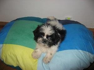 Shih-Tzu de vanzare - Pret | Preturi Shih-Tzu de vanzare