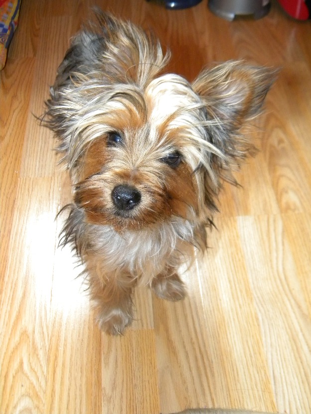 Vand Yorkshire Terrier Toy - Pret | Preturi Vand Yorkshire Terrier Toy