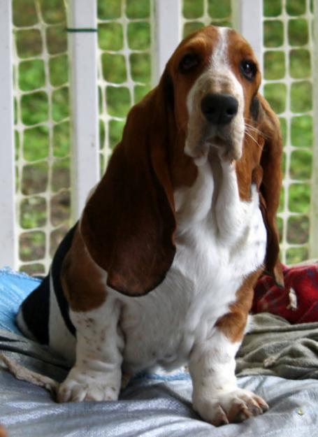 Basset Hound de Vanzare,livrare gratuita in tara - Pret | Preturi Basset Hound de Vanzare,livrare gratuita in tara