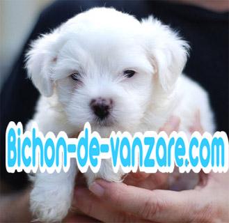 www.rasa-yorkshire-toy.ro | Bichon Maltez Toy de Vanzare - Pret | Preturi www.rasa-yorkshire-toy.ro | Bichon Maltez Toy de Vanzare