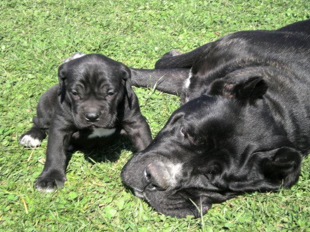 cane corso de vanzare - Pret | Preturi cane corso de vanzare