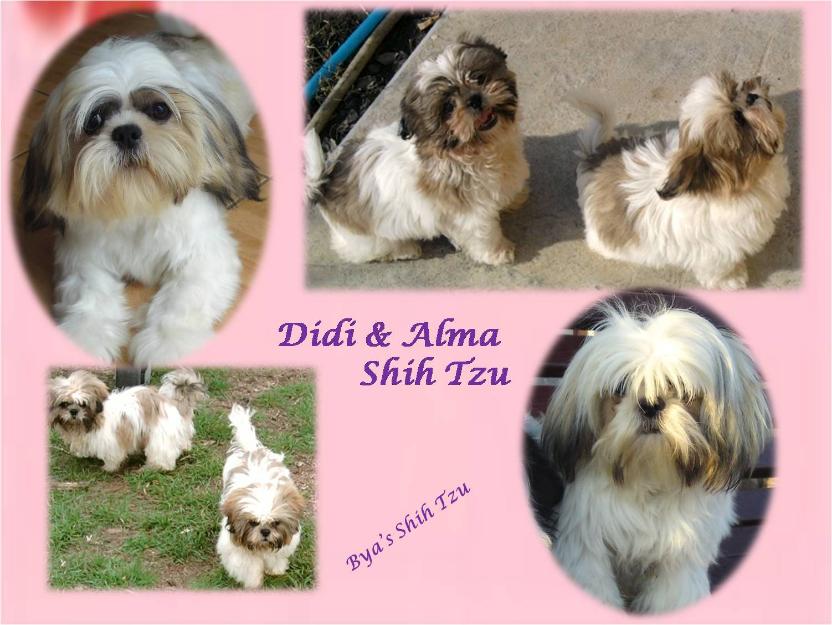 cateluse shih tzu - Pret | Preturi cateluse shih tzu