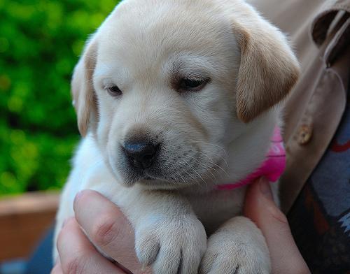 vand labrador retriever auriu 600 lei - Pret | Preturi vand labrador retriever auriu 600 lei