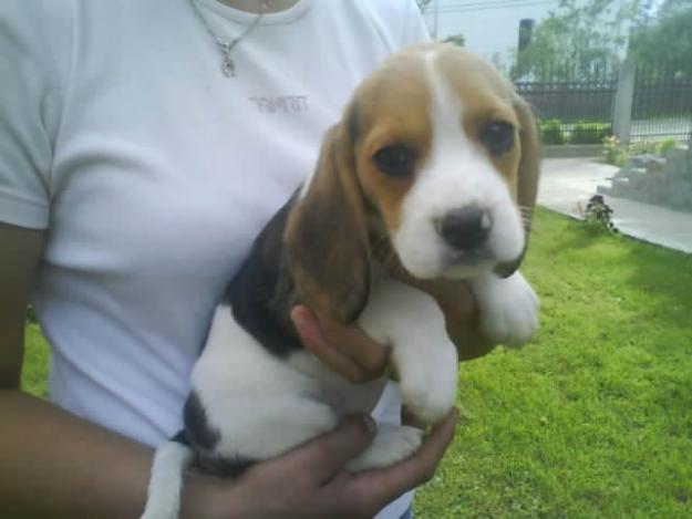 Catei Beagle bicolor si tricolor de vanzare - Pret | Preturi Catei Beagle bicolor si tricolor de vanzare