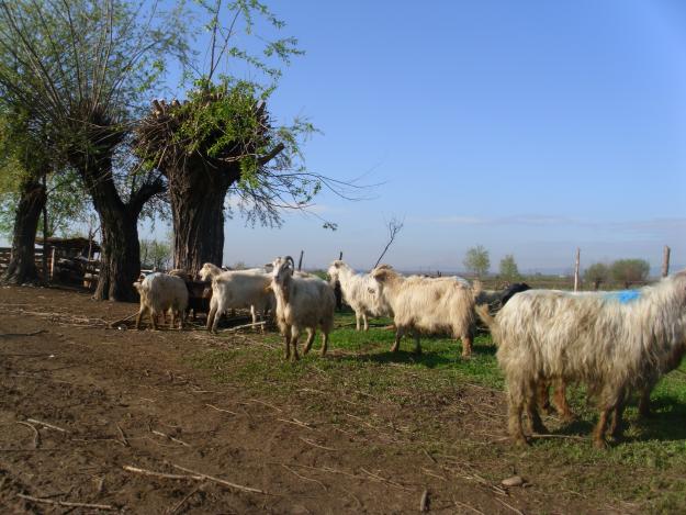 vand 90 de capre mari bune de lapte si o vaca cu vitel URGENT - Pret | Preturi vand 90 de capre mari bune de lapte si o vaca cu vitel URGENT