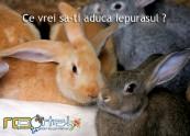  - Pret | Preturi 