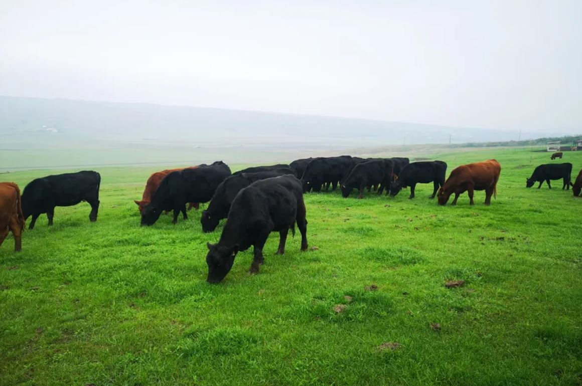 Fermă de reproducție vinde vaci din Rasa Aberdeen Angus - Pret | Preturi Fermă de reproducție vinde vaci din Rasa Aberdeen Angus