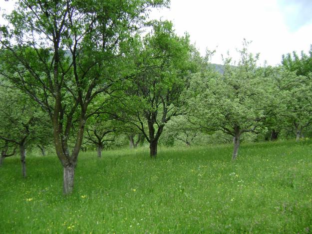 TEREN INTRAVILAN VALEA MORII- SADU SIBIU - Pret | Preturi TEREN INTRAVILAN VALEA MORII- SADU SIBIU