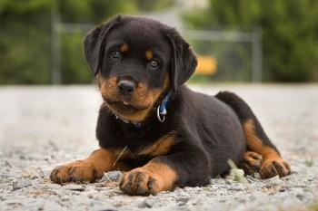 Rottweiler - Pret | Preturi Rottweiler