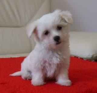 de vanzare BICHON BOLOGNESE si BICHON MALTESE, vand pui de bichon - Pret | Preturi de vanzare BICHON BOLOGNESE si BICHON MALTESE, vand pui de bichon