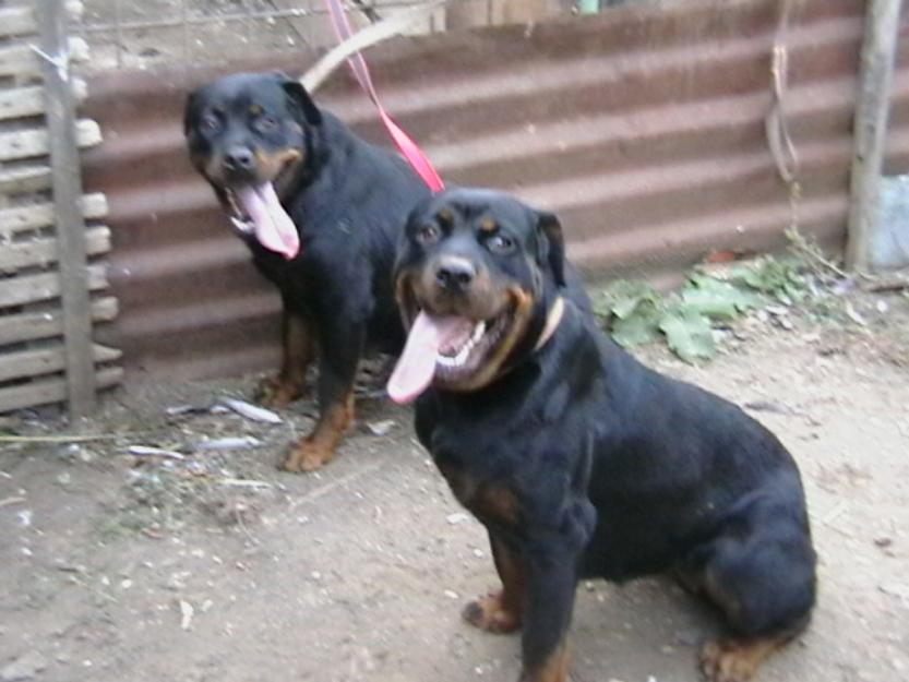 femele rottweiler - Pret | Preturi femele rottweiler