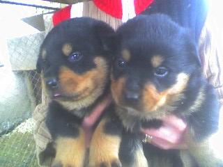 ROTTWEILER - Pret | Preturi ROTTWEILER
