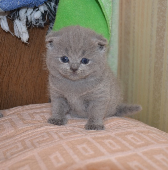 Scottish Fold rasa pura - Pret | Preturi Scottish Fold rasa pura