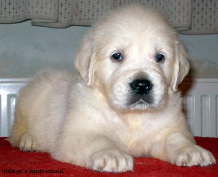 Pui Golden Retriever cu pedigree - Pret | Preturi Pui Golden Retriever cu pedigree