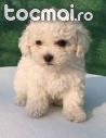 CATEI CANICHE PTIC SI BICHON FRISE - Pret | Preturi CATEI CANICHE PTIC SI BICHON FRISE