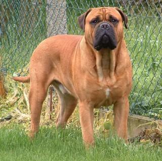 Vand catei Bullmastiff - Pret | Preturi Vand catei Bullmastiff