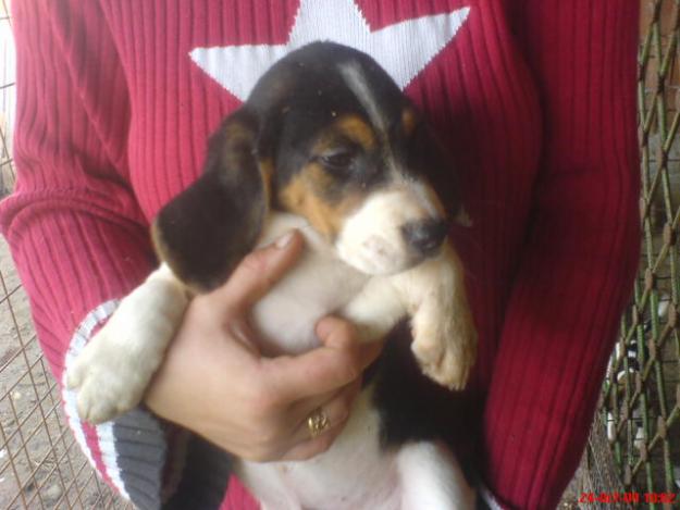 ocazie unica beagle si shi-tzu la cel mai mic pret - Pret | Preturi ocazie unica beagle si shi-tzu la cel mai mic pret