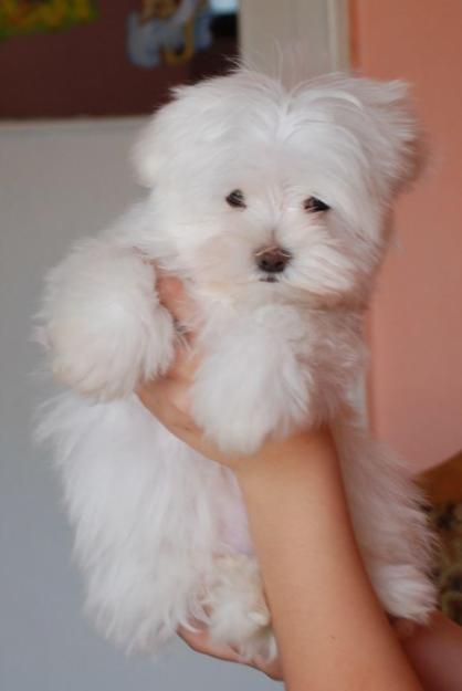 OFERTA!!VAND PUI DE BICHON TOY ALB PUR - Pret | Preturi OFERTA!!VAND PUI DE BICHON TOY ALB PUR