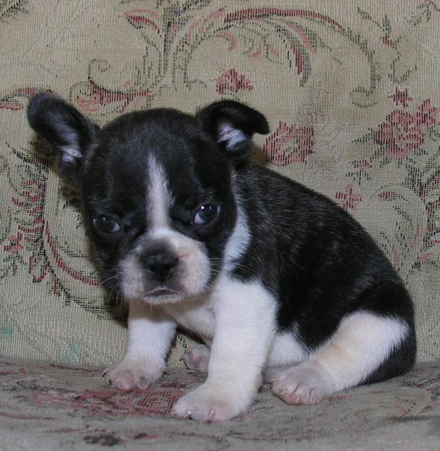 Vand pui Bulldog Francez superbi!!! - Pret | Preturi Vand pui Bulldog Francez superbi!!!