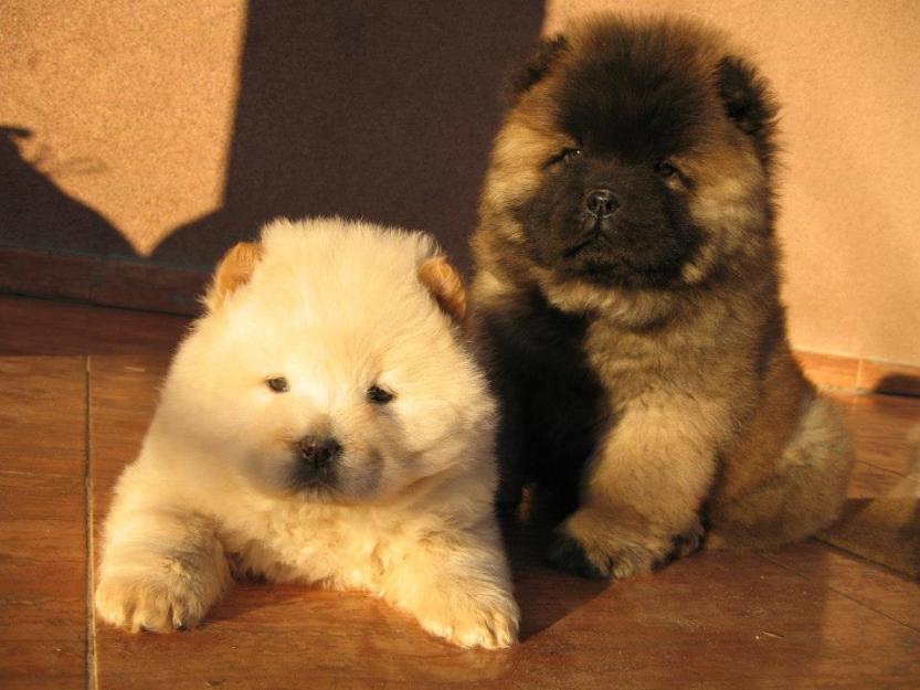 Mascul chow chow ptr monta - Pret | Preturi Mascul chow chow ptr monta