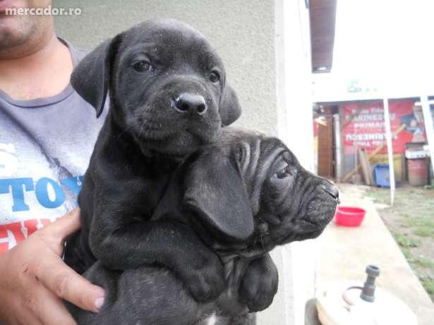 vand catei cane corso cu pedigree - Pret | Preturi vand catei cane corso cu pedigree