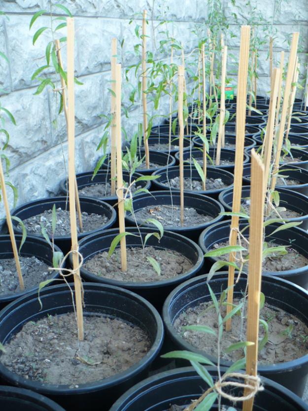 Vand plante GOJI - 25 / 70cm - Pret | Preturi Vand plante GOJI - 25 / 70cm