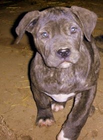 Presa Canario catei!!! - Pret | Preturi Presa Canario catei!!!