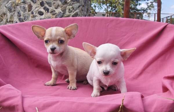 de vanzare CHIHUAHUA, vand pui de CHIWAWA - Pret | Preturi de vanzare CHIHUAHUA, vand pui de CHIWAWA