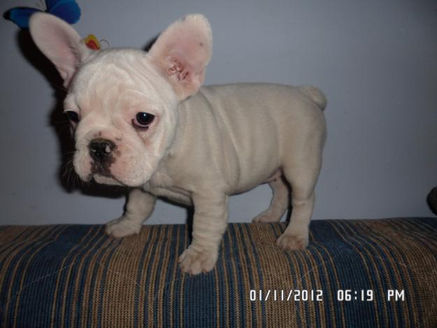 vand pui bulldog francez - Pret | Preturi vand pui bulldog francez