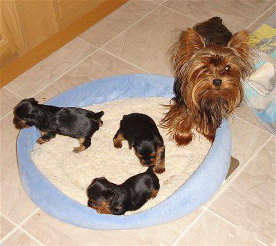 vand puiuti yorkshire terrier toy - Pret | Preturi vand puiuti yorkshire terrier toy