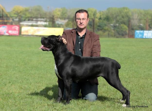 SUPER PUI DE CANE CORSO - Pret | Preturi SUPER PUI DE CANE CORSO