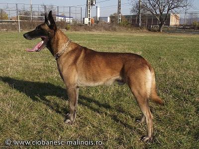 Vand pui Ciobanesc Belgian Malinois linie de lucru si paza cu pedigree. - Pret | Preturi Vand pui Ciobanesc Belgian Malinois linie de lucru si paza cu pedigree.