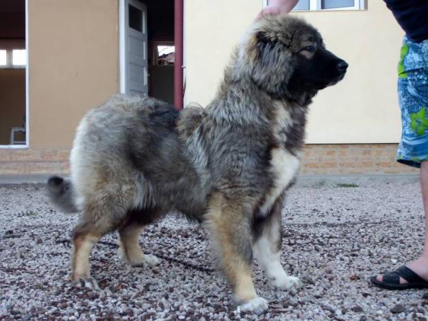 Vand Femela 8 luni Ciobanesc Caucazian rasa pura - Pret | Preturi Vand Femela 8 luni Ciobanesc Caucazian rasa pura