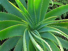 ALOE VERA - produse de top  !!! - Pret | Preturi ALOE VERA - produse de top  !!!