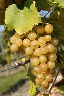 Viticultor - Vând struguri pentru vinificare - Pret | Preturi Viticultor - Vând struguri pentru vinificare