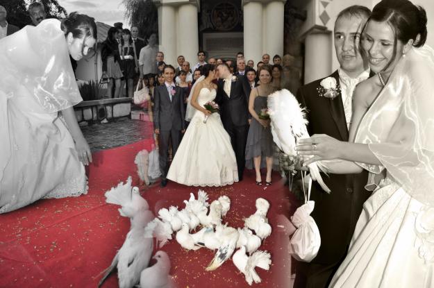 porumbei pentru nunti ploiesti - Pret | Preturi porumbei pentru nunti ploiesti