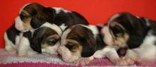 pui beagle cu pedigree - Pret | Preturi pui beagle cu pedigree