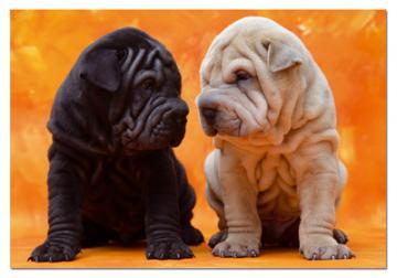 PUZZLE EDUCA 500 SWEET PUPPIES - Pret | Preturi PUZZLE EDUCA 500 SWEET PUPPIES