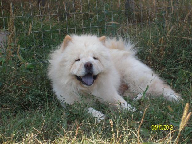 Pui Chow Chow de Calitate-de la 225 E - Pret | Preturi Pui Chow Chow de Calitate-de la 225 E