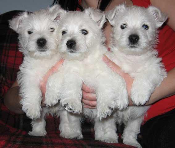 Westie de Vanzare - Pret | Preturi Westie de Vanzare