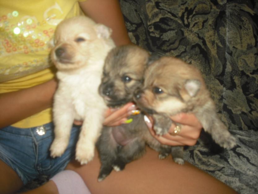 vand catei pomeranian toy - Pret | Preturi vand catei pomeranian toy