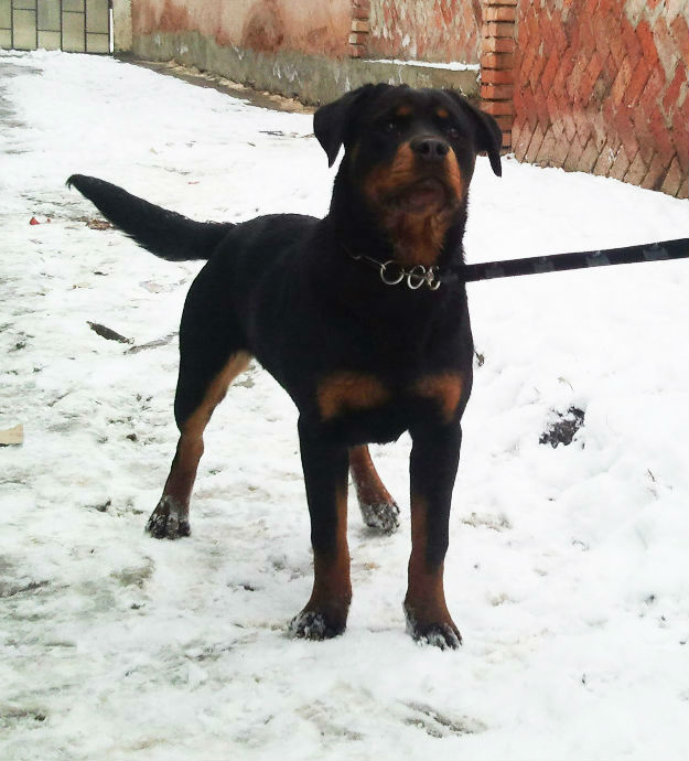 Vand femela rottweiler - Pret | Preturi Vand femela rottweiler