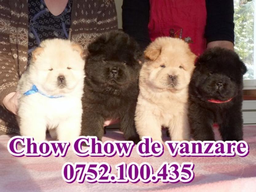 Catei superbi rasa Chow Chow de vanzare - Pret | Preturi Catei superbi rasa Chow Chow de vanzare