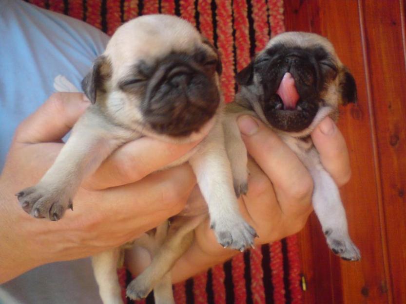 Vand puisori Mops Pug Carlino bej si negru - Pret | Preturi Vand puisori Mops Pug Carlino bej si negru