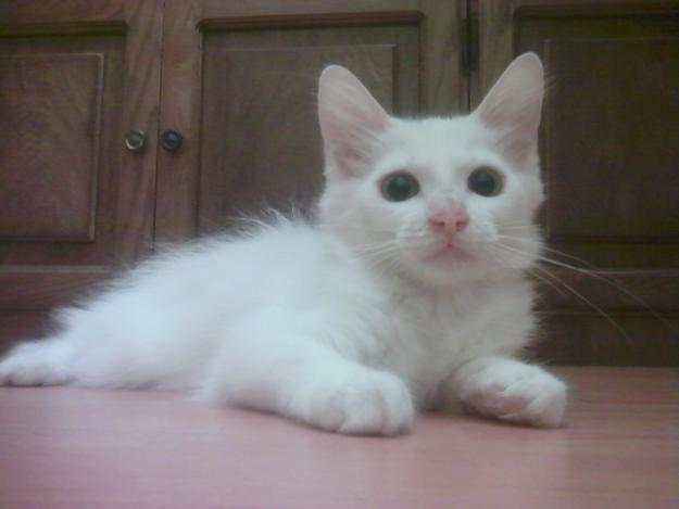 Vand pui pisica Angora turceasca - Pret | Preturi Vand pui pisica Angora turceasca