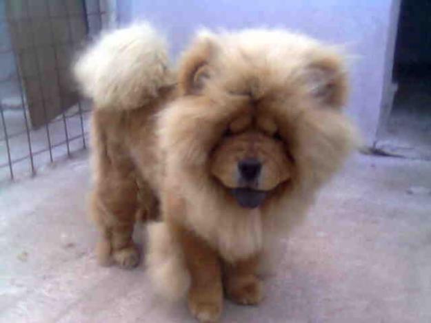 vand pui chow chow - Pret | Preturi vand pui chow chow