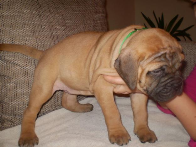 CANISA VINDE CATEI BULLMASTIFF CU PEDIGREE - Pret | Preturi CANISA VINDE CATEI BULLMASTIFF CU PEDIGREE